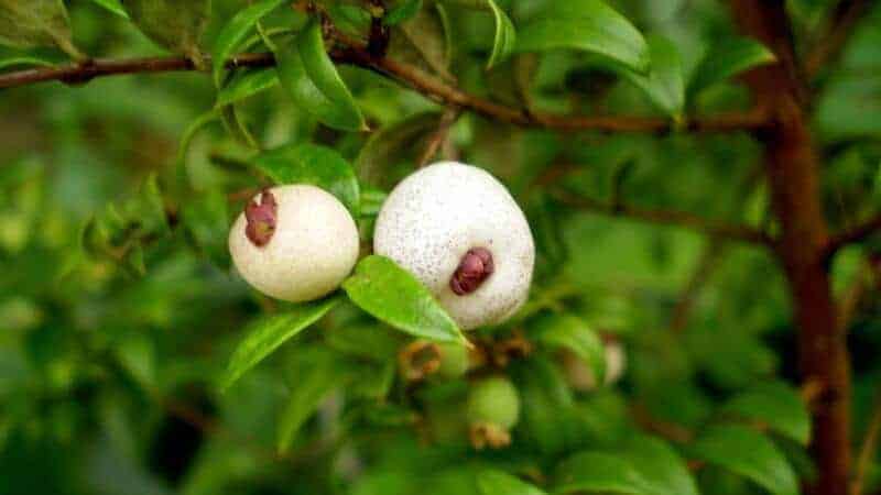 Midyim berries - Austromyrtus dulcis #1