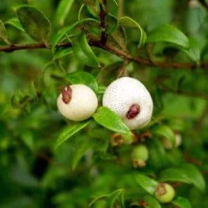 Midyim berries - Austromyrtus dulcis 3x3