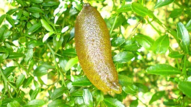 Finger lime - Citrus australasica #1
