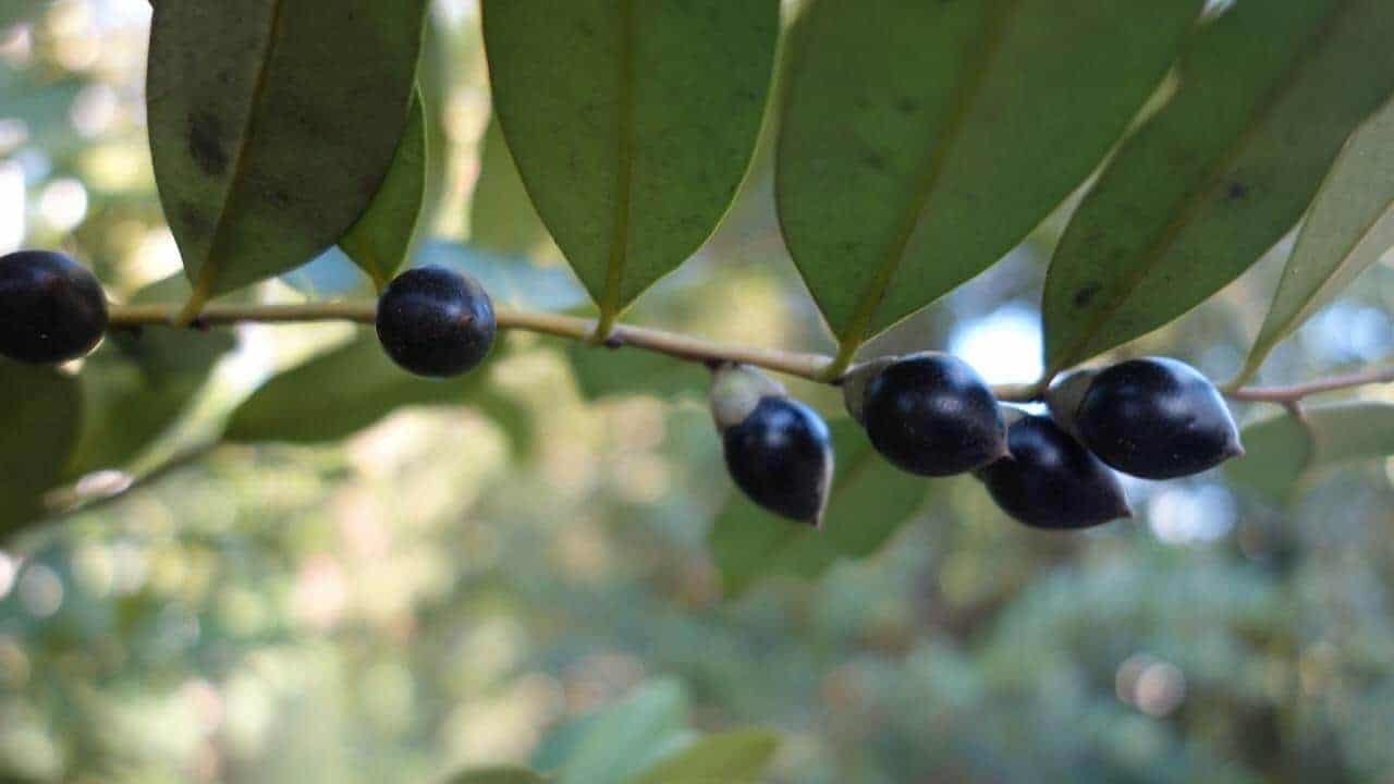 Black Plum - Diospyros australis #2