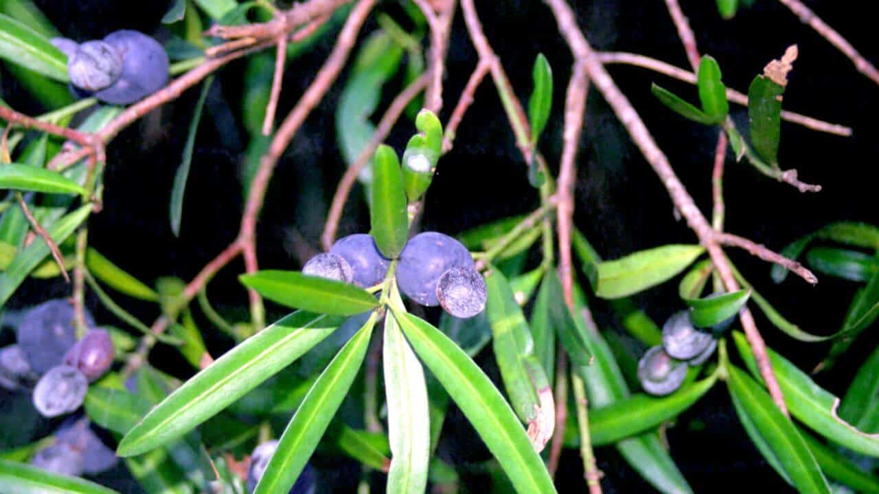 Illawarra Plum - Podocarpus elatus #4