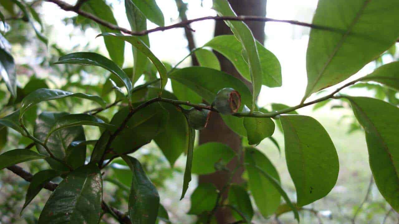Native guava - Eupomatia laurina #3