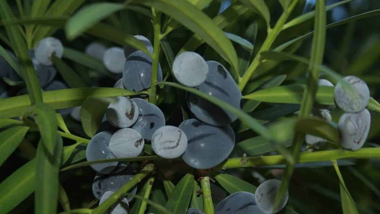 Illawarra Plum - Podocarpus elatus #1