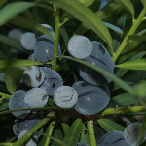 Illawarra Plum - Podocarpus elatus 3x3