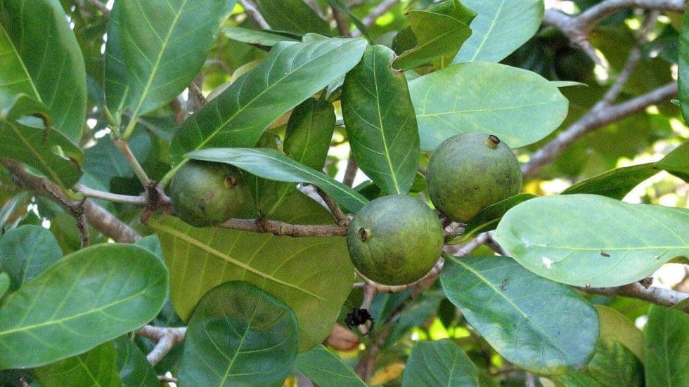 Native Gardenia - Atractocarpus fitzalanii - Tucker Bush