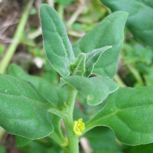 Warrigal Greens - Tetragonia tetragonioides 3x3