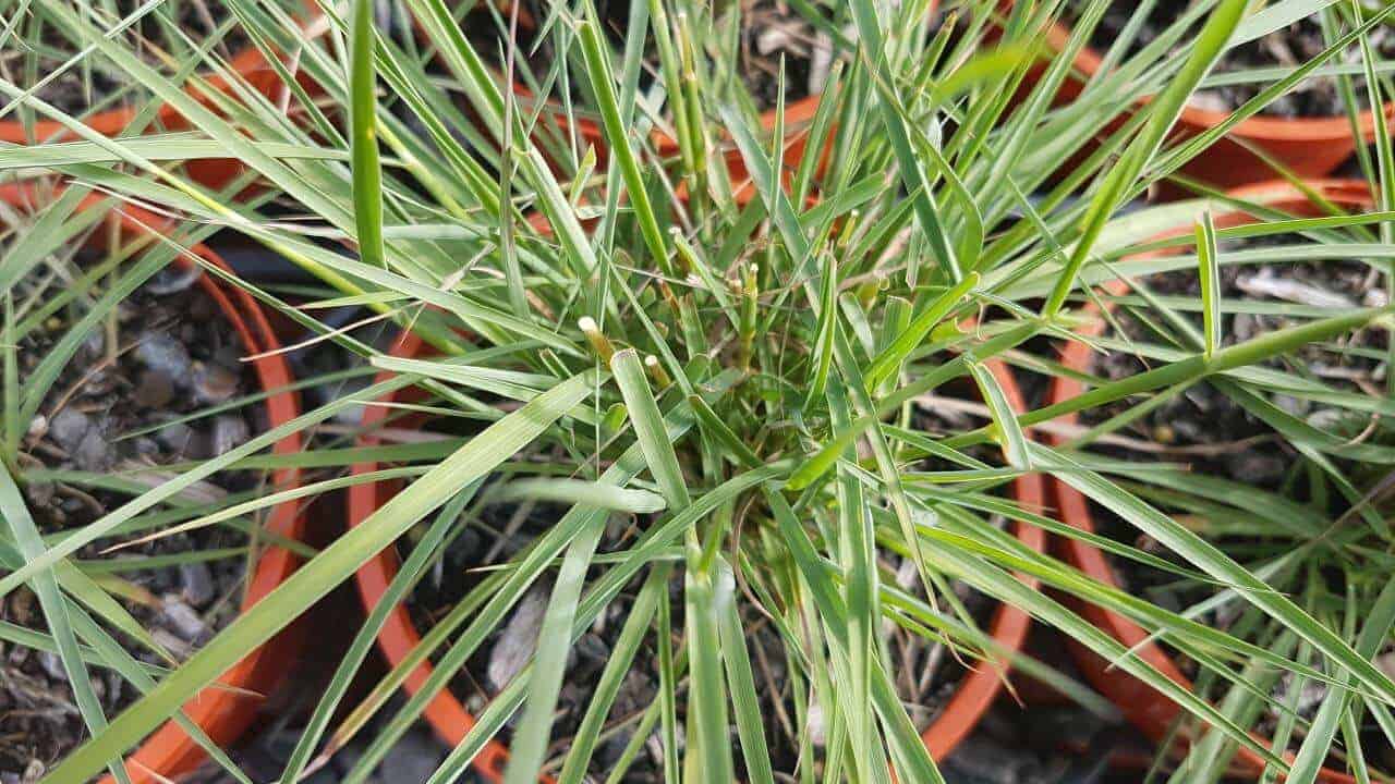 Native Lemongrass - Cymbopogon ambiguus #3