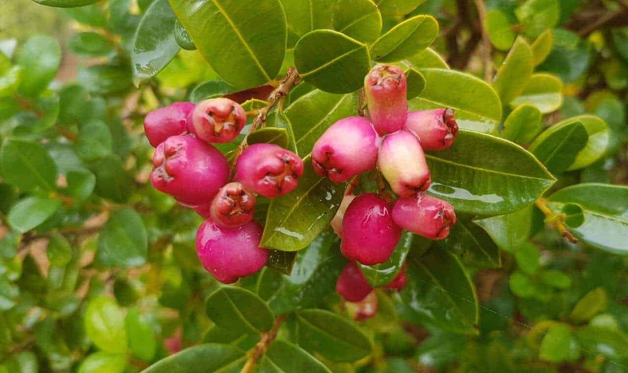 Tucker Bush Cherry - Syzygium australe #1