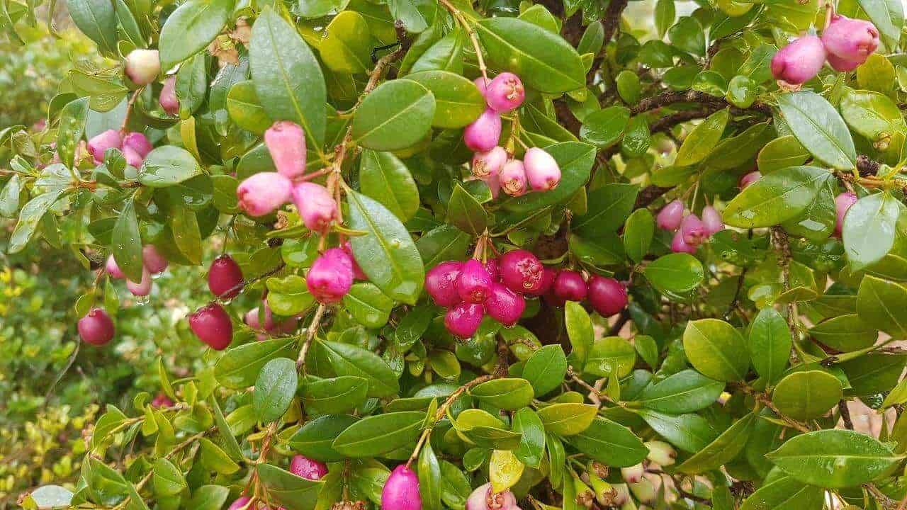 Tucker Bush Cherry - Syzygium australe #2