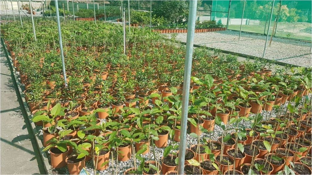Newly potted plants in 175mm pots need some protection before being hardened off for sale