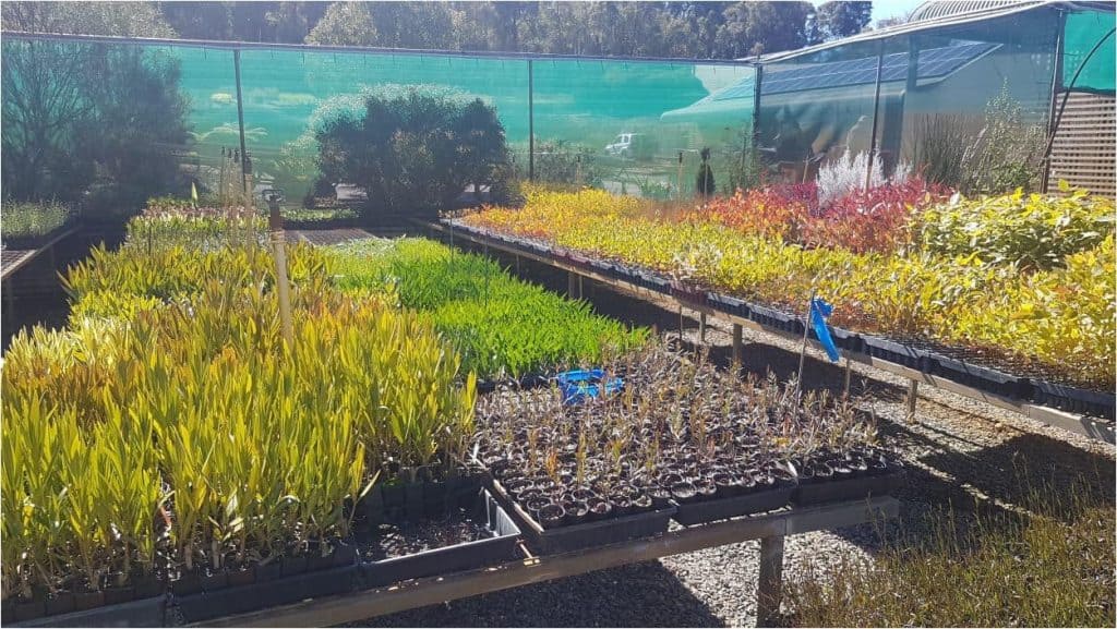 Tucker Bush babies enjoying the WA winter sunshine at Domus Nursery