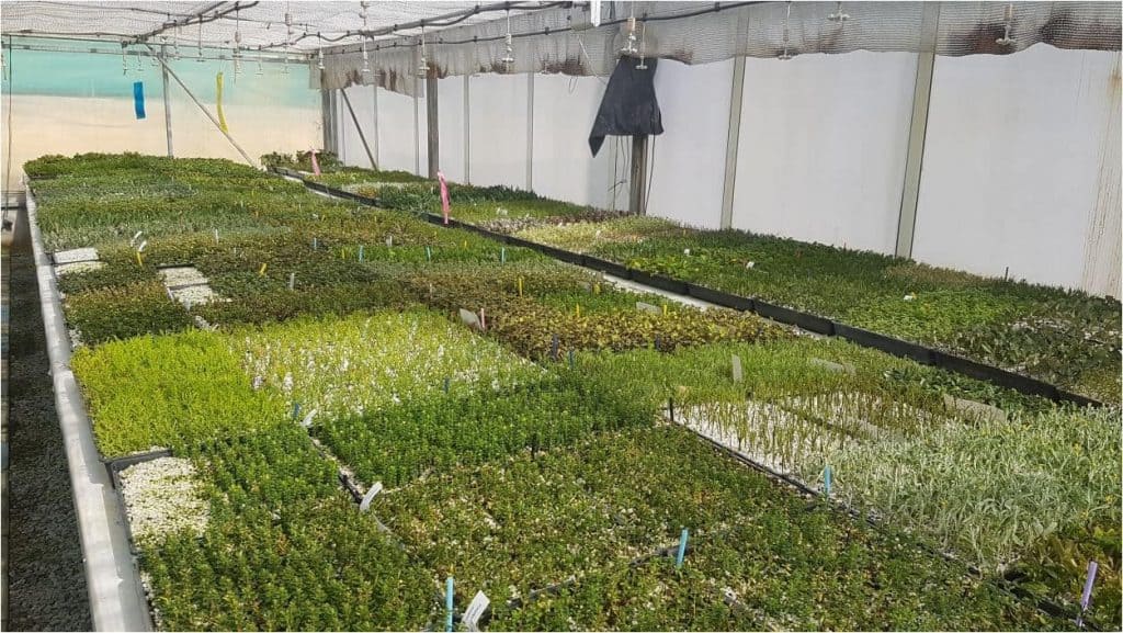 Tucker Bush seedlings and cuttings growing in a heated greenhouse environment