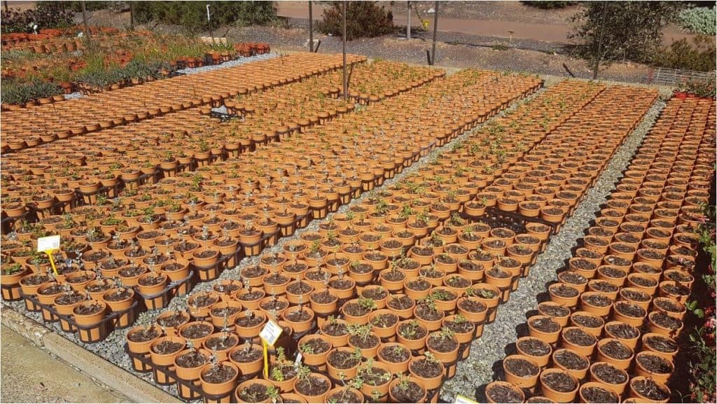 Tucker Bush “Herb & Veggie” babies in 140mm pots basking in the sun
