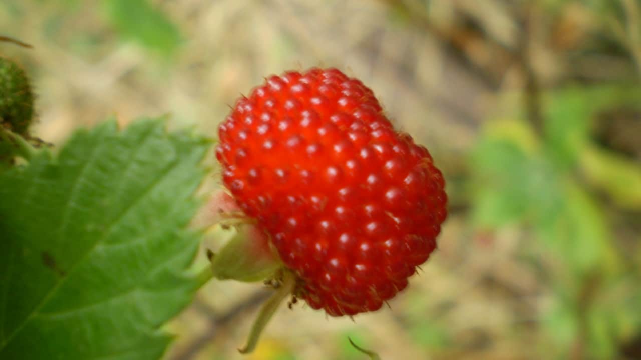Atherton Raspberry - Rubus probus #1