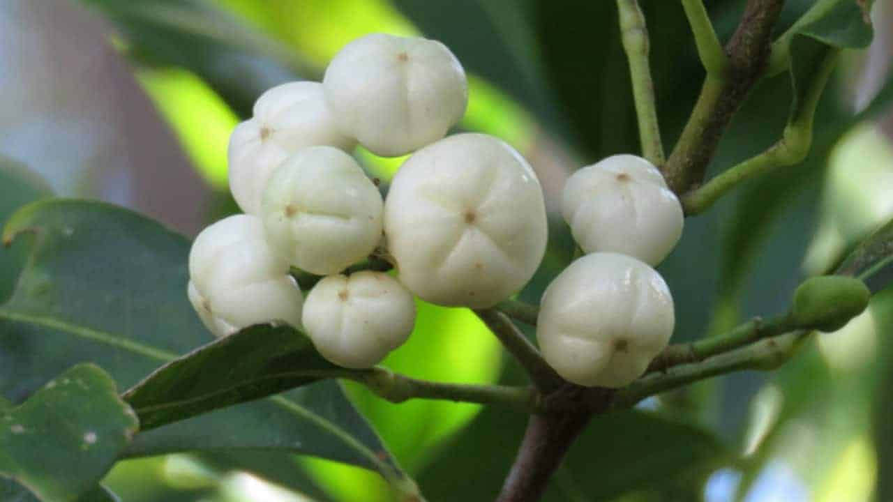 White Aspen - Acronychia oblongifolia #1