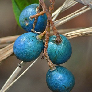 Blue Quandong - Elaeocarpus angustifolius 3x3