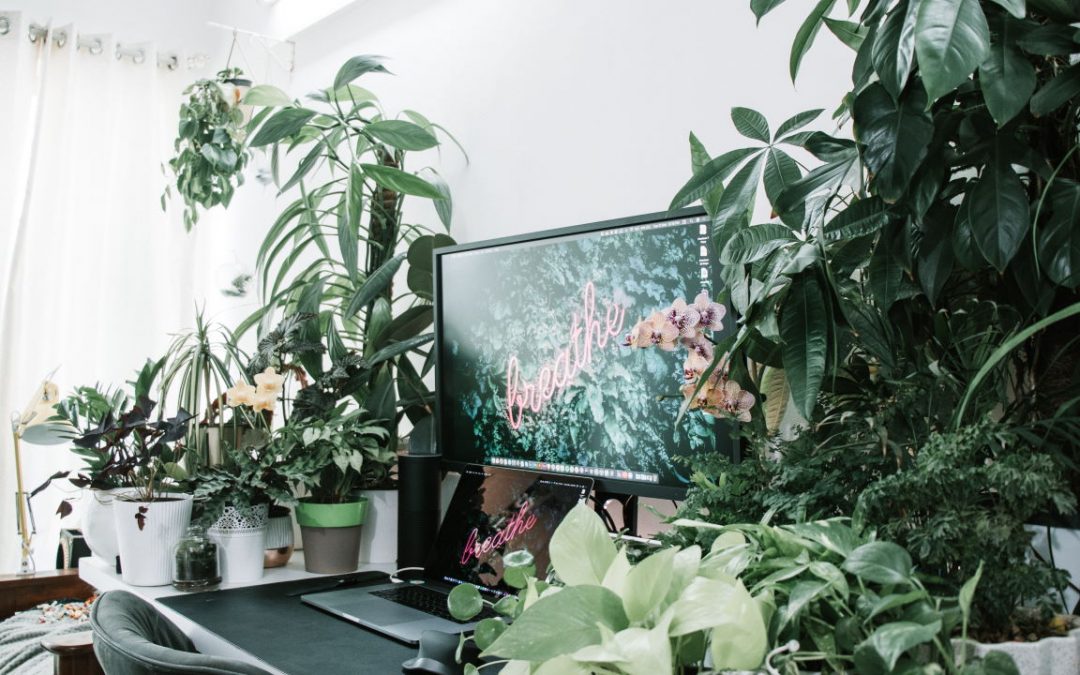Green up your home office with native bushfoods