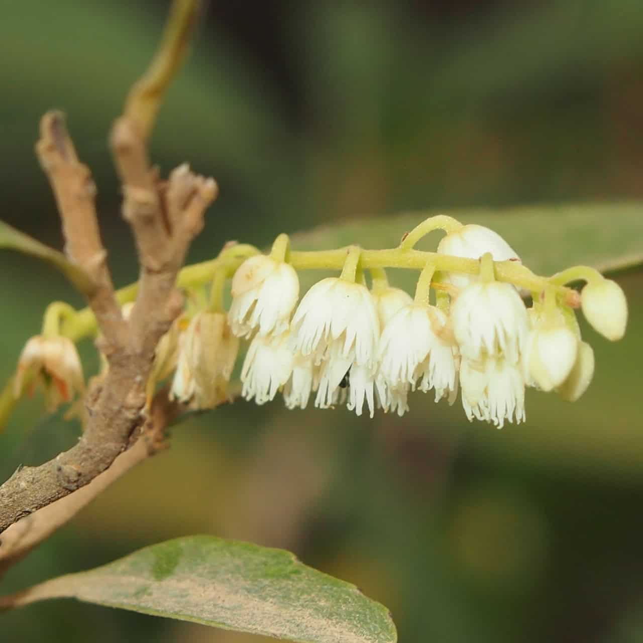 Native Thyme - Prostanthera incisa #2